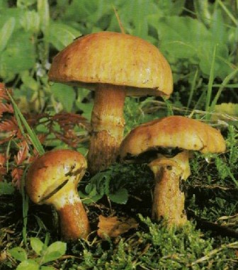    Suillus grevillei